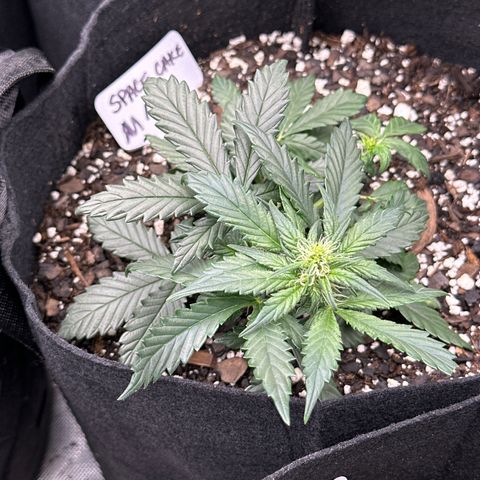 Space Cake - Middle growlog timeline photo