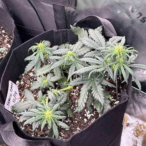 Space Cake - Bottom growlog timeline photo