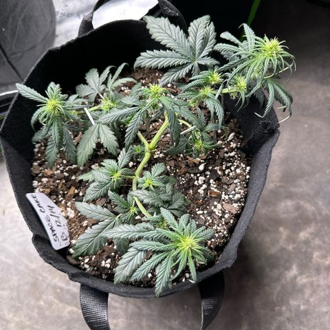 Space Cake - Bottom growlog timeline photo