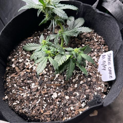 Space Cake - Middle growlog timeline photo