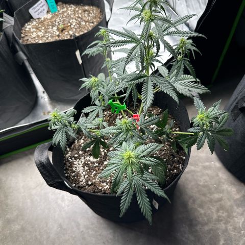 Space  Cake - Top growlog timeline photo