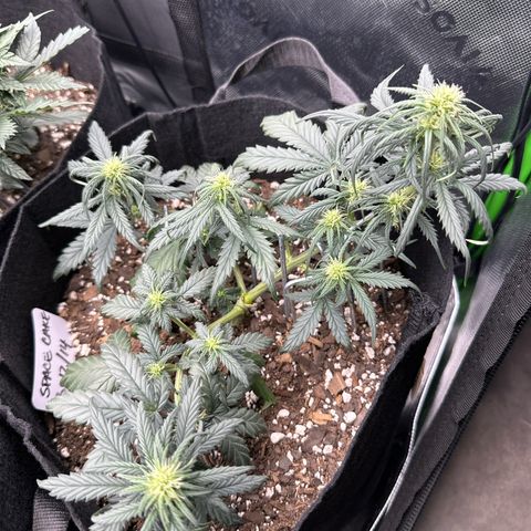 Space Cake - Bottom growlog timeline photo