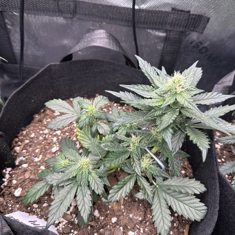 Space Cake - Middle growlog timeline photo