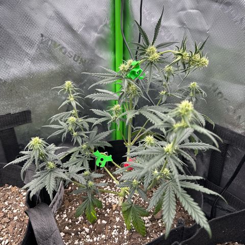 Space  Cake - Top growlog timeline photo