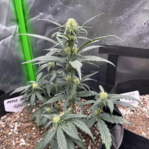 Apple Jack - Top growlog timeline photo