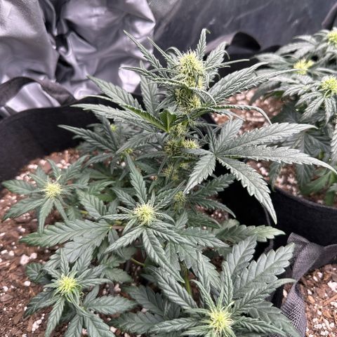 Apple Jack - Bottom growlog timeline photo