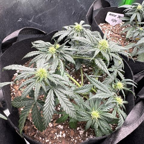 Blue Dream growlog timeline photo