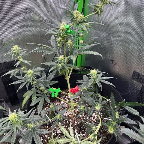 Space  Cake - Top growlog timeline photo