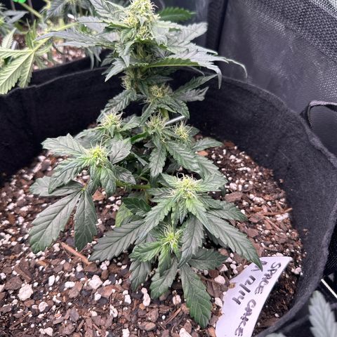 Space Cake - Middle growlog timeline photo