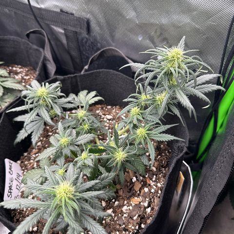 Space Cake - Bottom growlog timeline photo