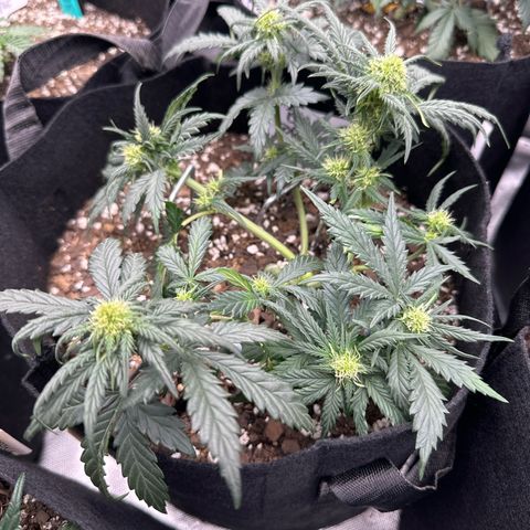 Blue Dream growlog timeline photo