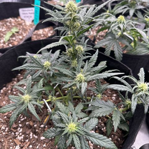 Apple Jack - Bottom growlog timeline photo