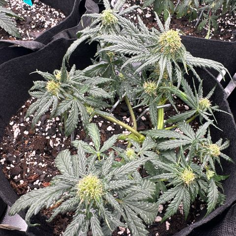 Blue Dream growlog timeline photo