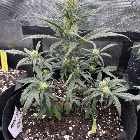 Apple Jack - Top growlog timeline photo