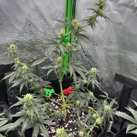 Space  Cake - Top growlog timeline photo