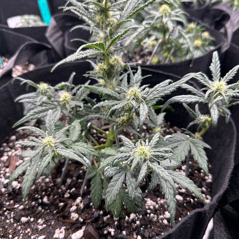 Apple Jack - Bottom growlog timeline photo