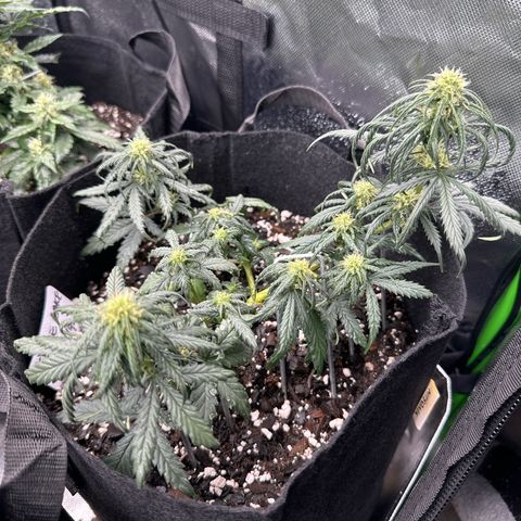 Space Cake - Bottom growlog timeline photo