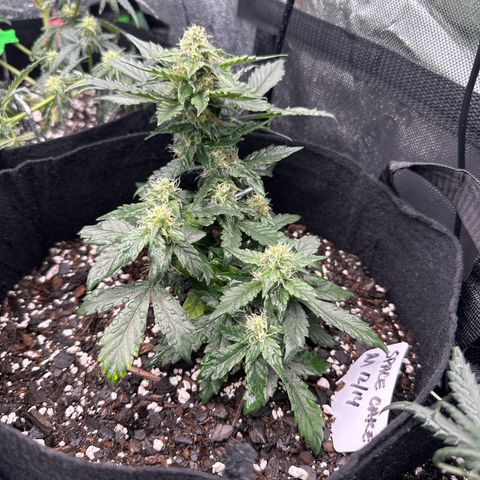 Space Cake - Middle growlog timeline photo