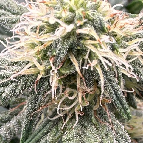 Apple Jack - Bottom growlog timeline photo