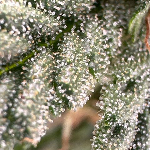 Apple Jack - Bottom growlog timeline photo
