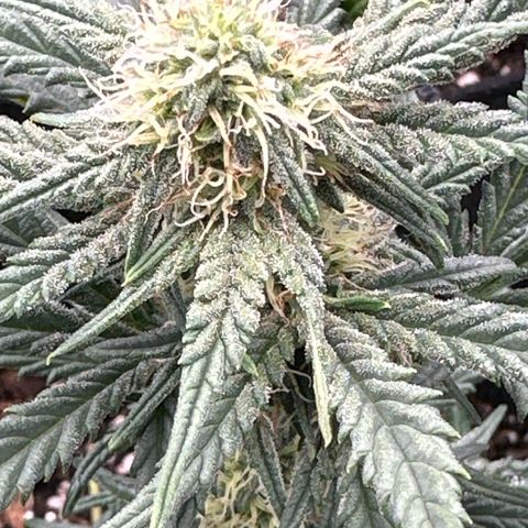 Apple Jack - Bottom growlog timeline photo