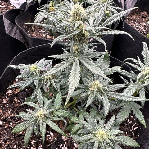 Apple Jack - Bottom growlog timeline photo