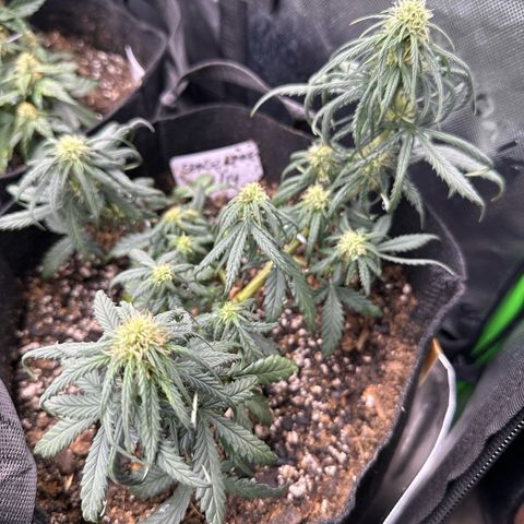 Space Cake - Bottom growlog timeline photo