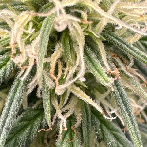 Space Cake - Bottom growlog timeline photo