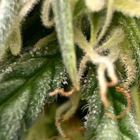 Space Cake - Bottom growlog timeline photo