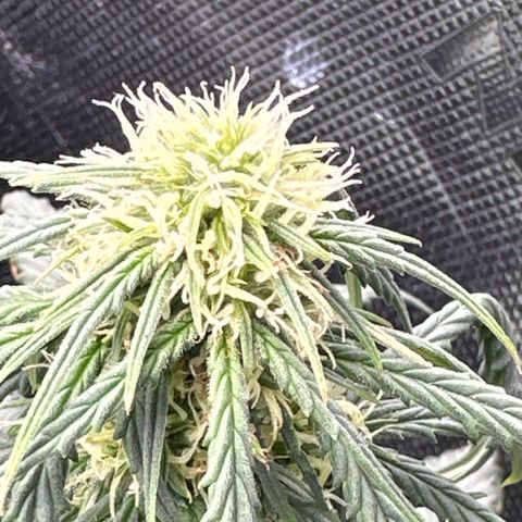Space Cake - Bottom growlog timeline photo
