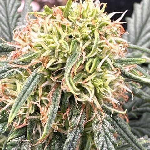 Blue Dream growlog timeline photo