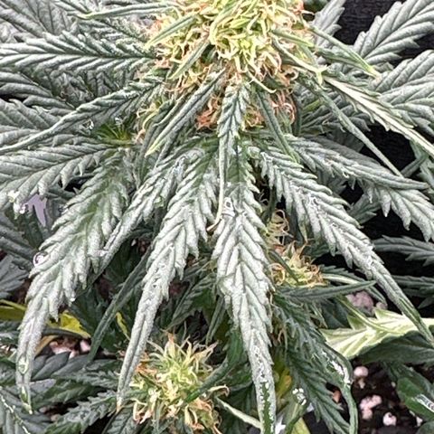 Blue Dream growlog timeline photo