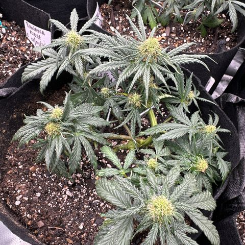 Blue Dream growlog timeline photo