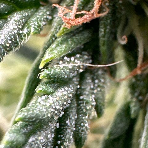 Blue Dream growlog timeline photo