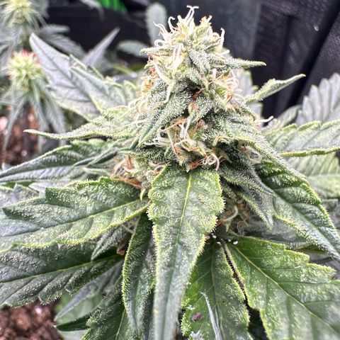 Space Cake - Middle growlog timeline photo
