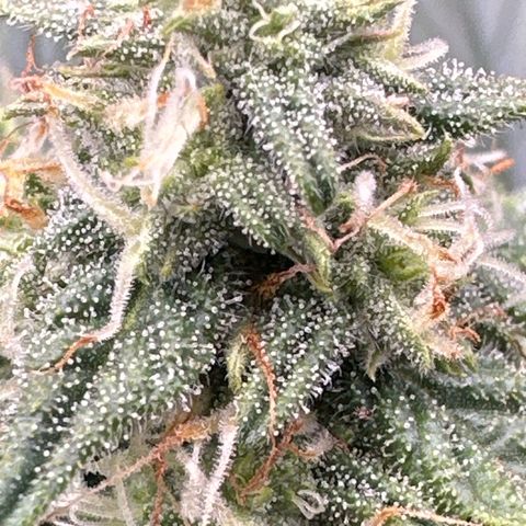 Space Cake - Middle growlog timeline photo