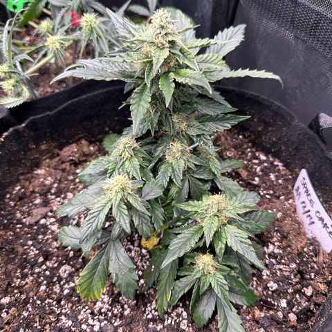 Space Cake - Middle growlog timeline photo