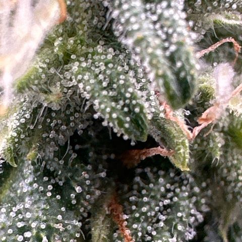 Space Cake - Middle growlog timeline photo