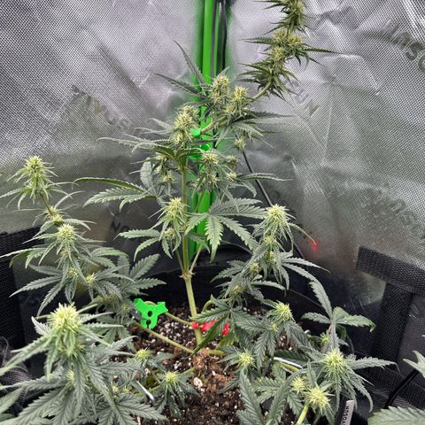 Space  Cake - Top growlog timeline photo