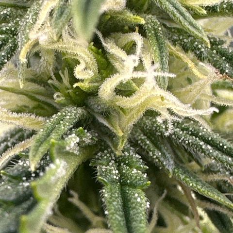 Space  Cake - Top growlog timeline photo