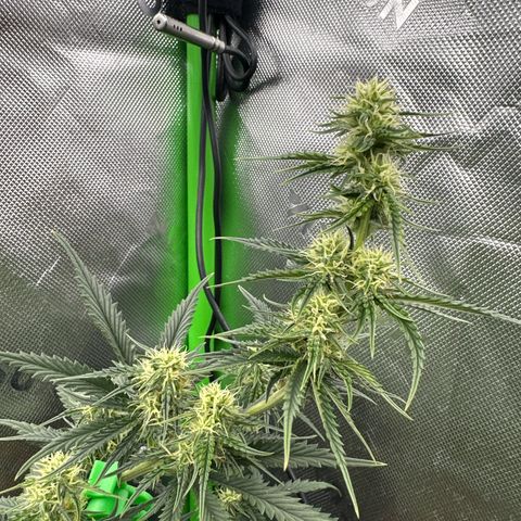Space  Cake - Top growlog timeline photo