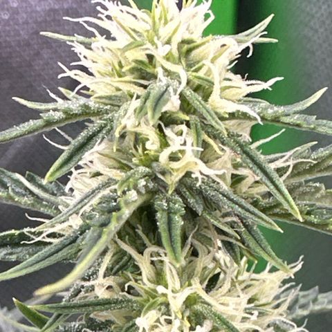 Space  Cake - Top growlog timeline photo
