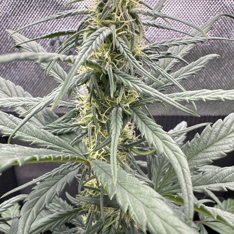 Apple Jack - Top growlog timeline photo