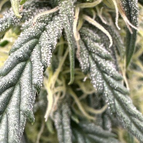 Apple Jack - Top growlog timeline photo