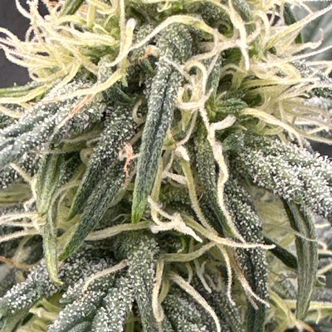 Apple Jack - Top growlog timeline photo