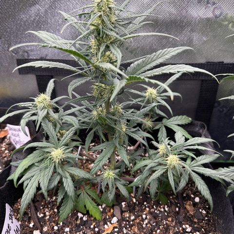 Apple Jack - Top growlog timeline photo