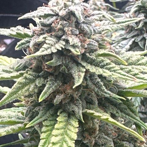 Apple Jack - Bottom growlog timeline photo