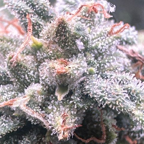 Apple Jack - Bottom growlog timeline photo