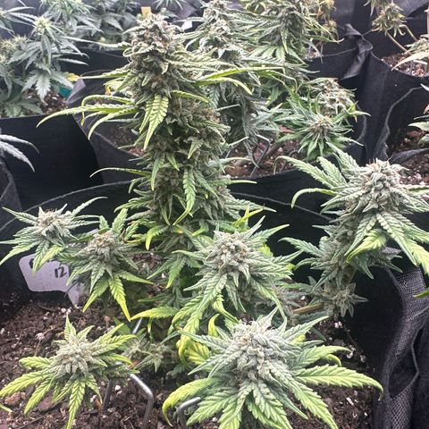 Apple Jack - Bottom growlog timeline photo