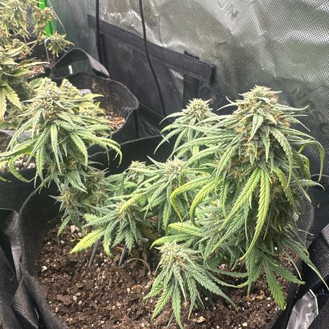 Space Cake - Bottom growlog timeline photo